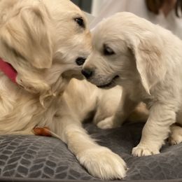 Daisy - Golden Retriever
