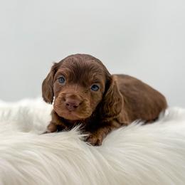 Duke - Chocolate male Dachshund puppy in Litchfield, Illinois from Charmm Dachshunds