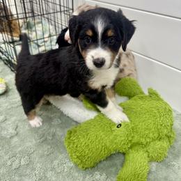 Zulu - Black tri-color female Aussiedoodle puppy in Heber City, Utah from Junipersdoodles