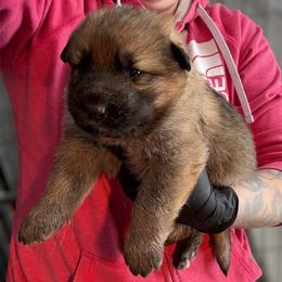 Sable Female - Sable female German Shepherd puppy in Tafton, Pennsylvania from Pocono GSD