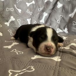 Boy 1 - Black tri male Miniature American Shepherd puppy in Iola, Kansas from Elm Creek Mini’s
