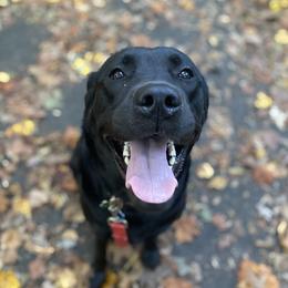 Misty - Labrador Retriever