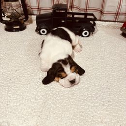 Girl 5 - Black brown and white female Basset Hound puppy in Lagrange, Georgia from Tall Oak Bassets