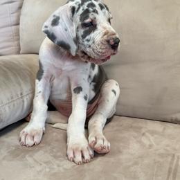 Blue Harlequin - Blue female Great Dane puppy in Grand Junction, Colorado from Top Brackett Danes