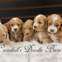 Cockapoo Puppies from Crandall’s Doodle Barn