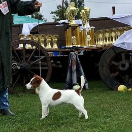 Dream - Jack Russell Terrier