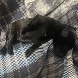 Trinity - Black female Miniature Schnauzer puppy in Little Elm, Texas from Matrix Schnauzers