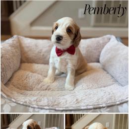 Pemberly - Red male Australian Labradoodle puppy in Summerfield, North Carolina from Four Oaks Labradoodles