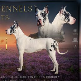 Great Danes from UNDAD'S KENNELS