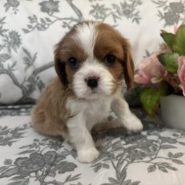 Girl 3 - female Cavalier King Charles Spaniel puppy in Mt. Ulla, North Carolina from Divine Cavaliers
