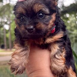 Dulce - Black and tan female Yorkshire Terrier puppy in Tangipahoa County, Louisiana from Riche’ Louisiana Yorkies