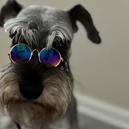 Marquis - Miniature Schnauzer