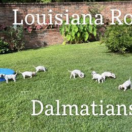 Dalmatian Puppies from Louisiana Roux Dalmatians