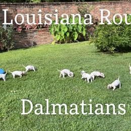 Dalmatian Puppies from Louisiana Roux Dalmatians