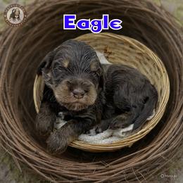 Eagle - Brown male Bernedoodle puppy in Banner Elk, North Carolina from Walnut Tree Bernedoodles