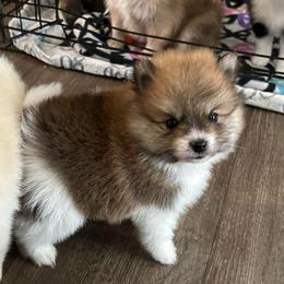 Boy 1 - Red parti male Pomeranian puppy in Harpers Ferry, West Virginia from Brandie Kelley
