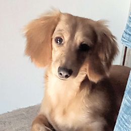 Beanie - Dachshund