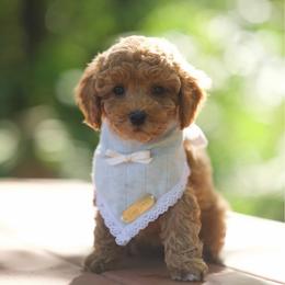 Kona - Red and white female Cockapoo puppy in Deming, Washington from Heavenly Puppies to Love