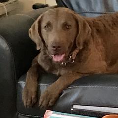 Junie - Chesapeake Bay Retriever