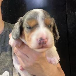 Eclipse - Dapple female Dachshund puppy in Bigfork, Minnesota from Dachshunds Up North