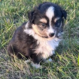 Blaze - Black tri male Toy Australian Shepherd puppy in Lame Deer, Montana from Bar M Toy Aussies