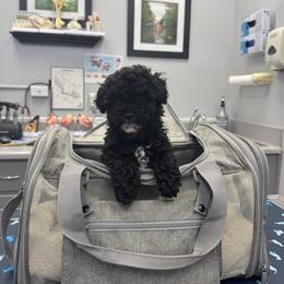 Poodle Puppies from Avcpoodles