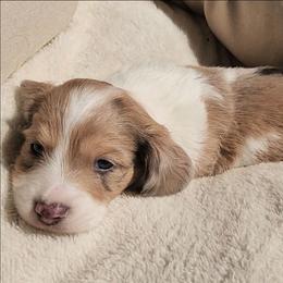 Noah - Piebald male Dachshund puppy in Strafford, Missouri from LL Weens