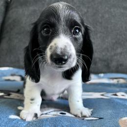 Basil - Piebald male Dachshund puppy in Ocala, Florida from Weenie Boops