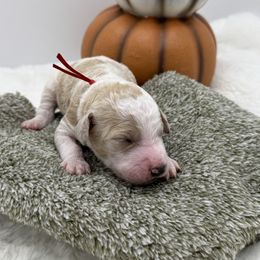 Red Collar - Parti male Goldendoodle puppy in Meridian, Mississippi from Smoodles