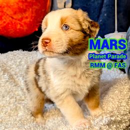 Australian Shepherd Puppies from Firelight Australian Shepherds