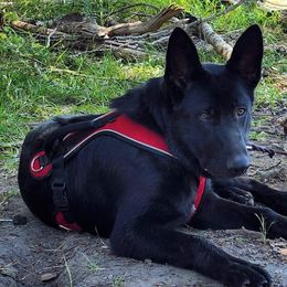 German Shepherd Puppies from Diwaids Working German Shepherd Dogs