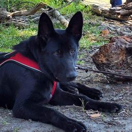German Shepherd Puppies from Diwaids Working German Shepherd Dogs