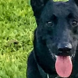 Belgian Malinois and Dutch Shepherds from Reinwald Kennels