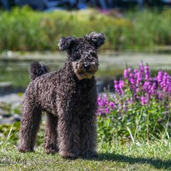 Pumi All Grown Up from Nixie Kennels