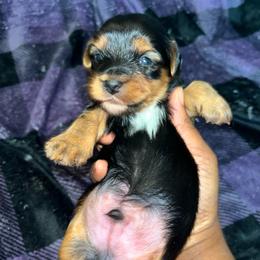 BART 1800 - Black and tan male Yorkipoo puppy in Gastonia, North Carolina from Precious pups dynasty kennel