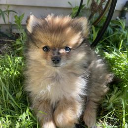 Pomeranian Puppies from Brandi’s Pomeranian Pups