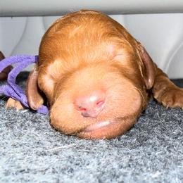 Purple - Red  female Poodle puppy in Keedysville, Maryland from Sunshine Red Standard Poodles