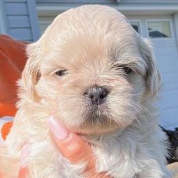 Rain - White male Shih Tzu puppy in Lanoka Harbor, New Jersey from Lilly’s Seashore Shih Tzus