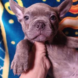 Otis Bosco - Blue male French Bulldog puppy in Elberta, Alabama from Old Orchard Farm