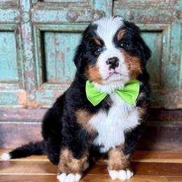 Green collar - Black rust and white male Bernese Mountain Dog puppy in Altura, Minnesota from Bluffside Berners