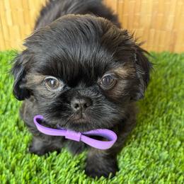 Dragon - Black male Shih Tzu puppy in San Tan Valley, Arizona from My Puppy Tzu