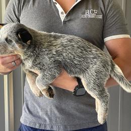 Mable - Female 3 - Blue female Australian Cattle Dog puppy in Jefferson, South Carolina from Blue Creek Farms
