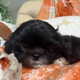George - Black and white male Shih Tzu puppy in Lexington, North Carolina from SCS Shih Tzus