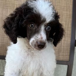 Captain America - Brown male Poodle puppy in Lathrop, California from Stellar Poodles