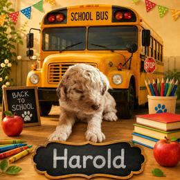 Harold - Chocolate merle male Bernedoodle puppy in Julian, Pennsylvania from Happy Valley Doodles