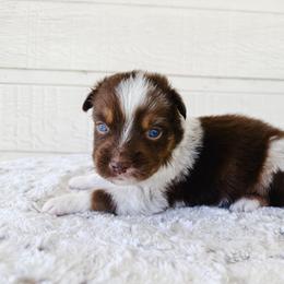 Kristoff - Red merle male Miniature Australian Shepherd puppy in Pollok, Texas from Pineywoods Pups
