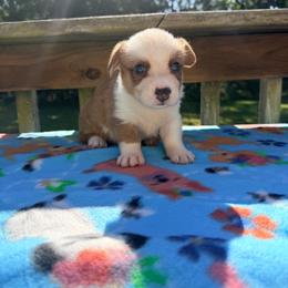 Pecos Hank - Sable and white male Cardigan Welsh Corgi puppy in Bland, Missouri from Shadey Lane Corgis