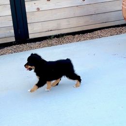 BTF - Black tri female Toy Australian Shepherd puppy in Pryor, Oklahoma from DK’s Littles & Co