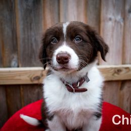 Border Collie, Golden Retriever, and Sporty Mix Puppies from Turbo Border Collies & Coltrievers