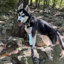 Drogo - Siberian Husky
